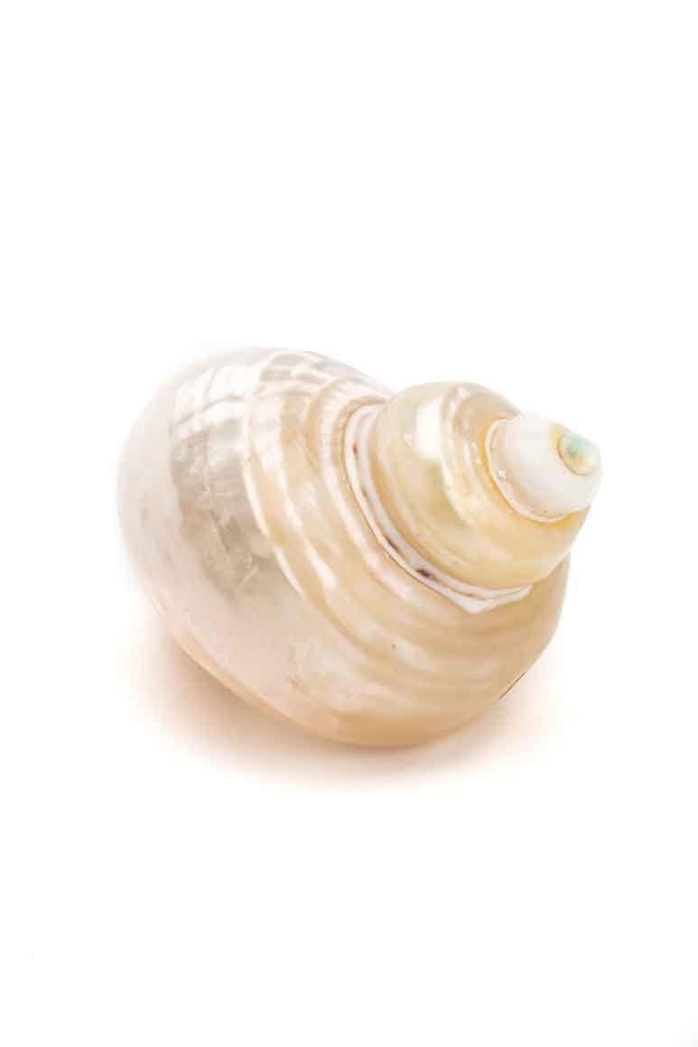 Sea shell ring - awatara